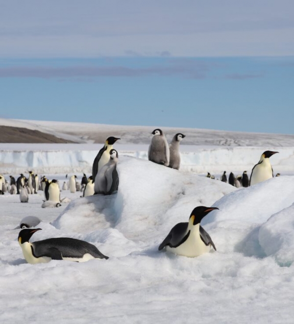 (창간특집) 남극의 황제펭귄 서식지, 해빙 감소로 어려움 겪고 있다.