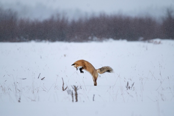 (해외환경뉴스) 여우의 긴 주둥이는 눈 위에서 사냥할 때 여우를 보호한다.